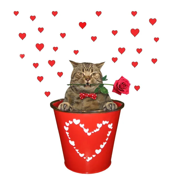 Cat with rose inside red bucket 2