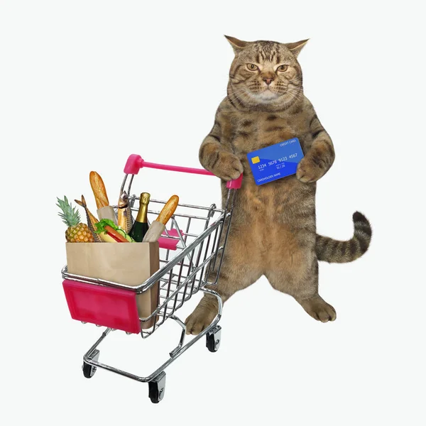 Gato empujando carrito de compras —  Fotos de Stock