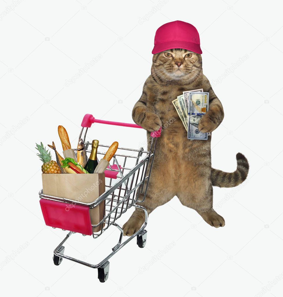 Cat pushing shopping cart 2