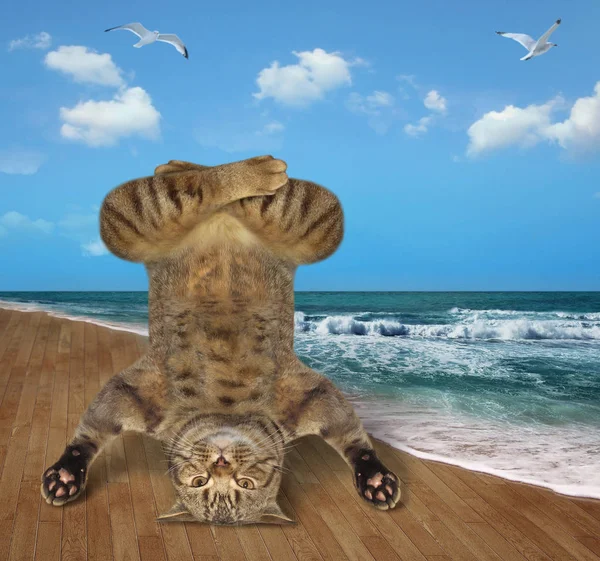 Gato haciendo headstand en playa 2 — Foto de Stock