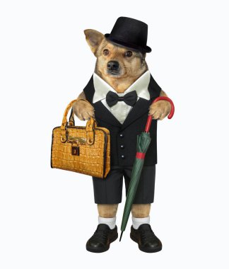 Şemsiyeli ve çantalı köpek.