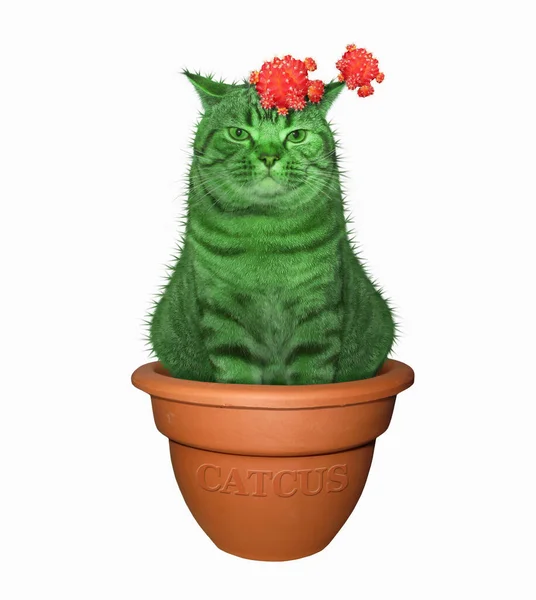 Kattencactus in een pot 3 — Stockfoto