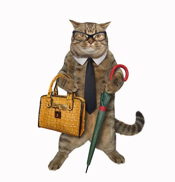 Кот с зонтиком и портфелем 3 — стоковое фото