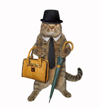 Bej renkli şık giyimli kedi bir kamış şemsiye ve kahverengi deri bir evrak çantası tutuyor. Bir beyefendiye benziyor. Beyaz arka plan. İzole edilmiş.