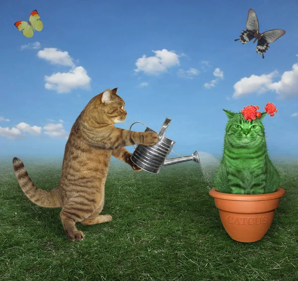 Jardineiro Gato Bege Está Regando Cacto Gato Florido Vaso Argila — Fotografia de Stock