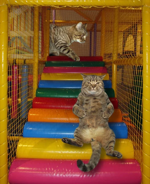 Les Chats Beiges Jouent Intérieur Aire Jeux Colorée Pour Enfants — Photo