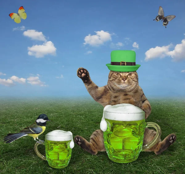 Gato Beige Sombrero Está Bebiendo Cerveza Verde Prado Está Celebrando —  Fotos de Stock