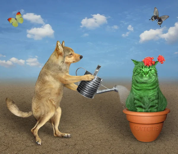Bej köpek bahçıvanı çölde çiçek açan kedi kaktüsünü bir saksının içinde suluyor. Yakınlarda kelebekler uçuşuyor.