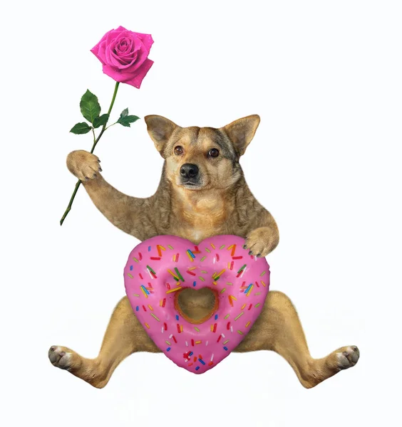 Perro Beige Sostiene Donut Rosa Forma Corazón Una Rosa Fondo — Foto de Stock