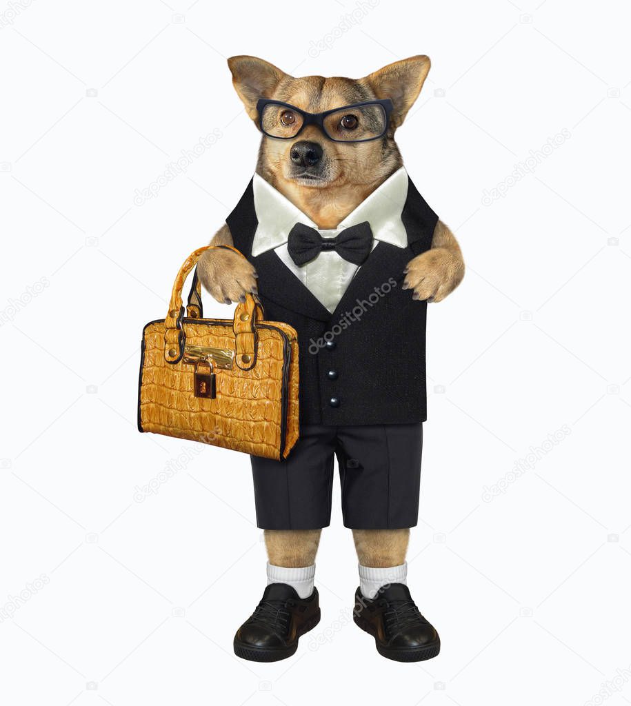 The beige fashionably dressed dog is holding a brown leather briefcase. He looks like a gentleman. White background. Isolated.