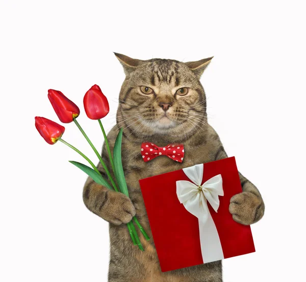 Gato Beige Una Pajarita Sostiene Ramo Tulipanes Una Caja Regalo — Foto de Stock