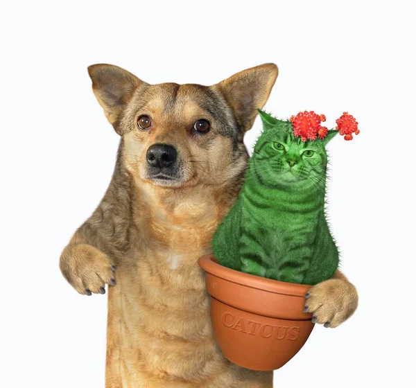 Jardinero Perro Beige Sostiene Una Maceta Arcilla Con Cactus Gato —  Fotos de Stock