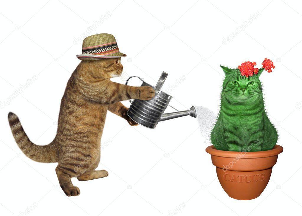 The beige cat gardener is watering the flowering cat cactus in a flower clay pot. White background. Isolated.