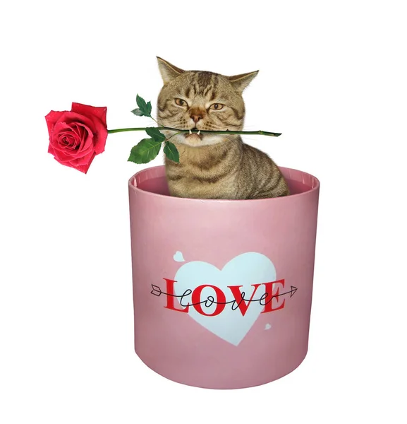 彼の口の中に赤いバラのベージュの猫は テキストの愛を持つピンクのギフトラウンドボックスの内側にあります 白地だ — ストック写真