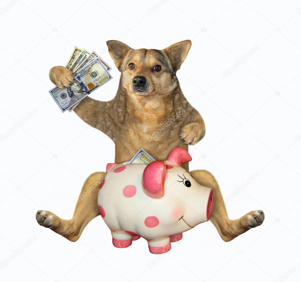 The beige dog banker is putting dollars in a piggy bank. White background. Isolated.