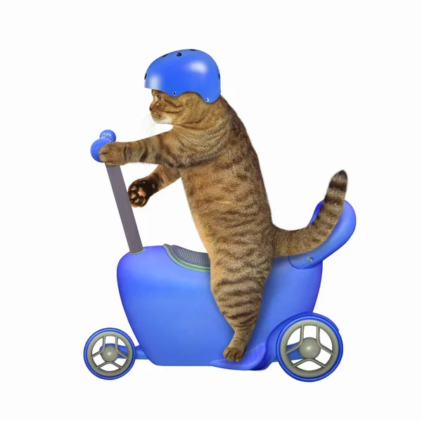 ヘルメットのベージュの猫は青いランバイクに乗っている 白地だ — ストック写真
