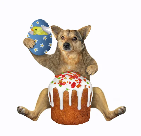 The beige dog is sitting with a easter cake and a big blue egg. A chick hatched from it. White background. Isolated.