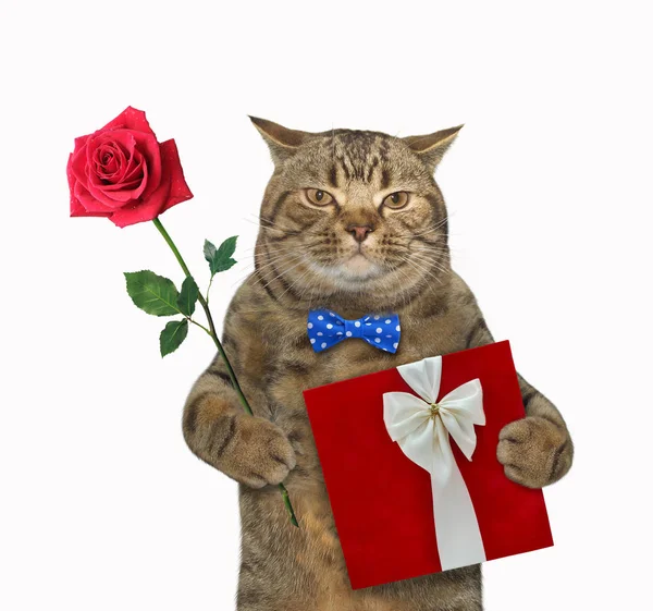 넥타이를 베이지 고양이는 장미와 상자를 고립됨 — 스톡 사진