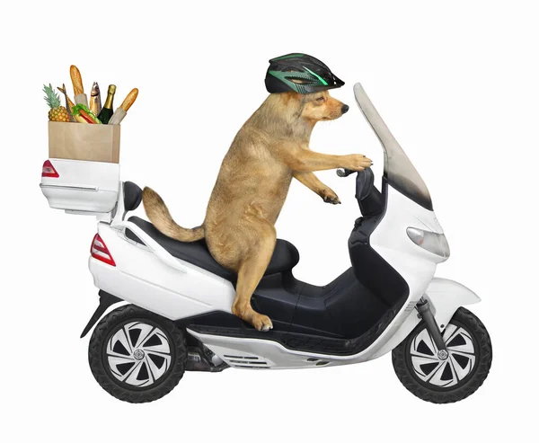 ヘルメットのベージュの犬は白いバイクに乗っている 彼は食料品箱を配達している 白地だ — ストック写真