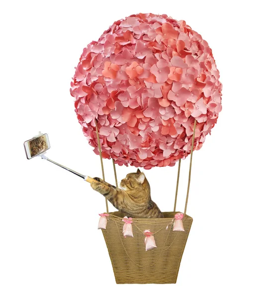 Gato Beige Está Montando Globo Aerostático Decorado Con Flores Rosadas — Foto de Stock