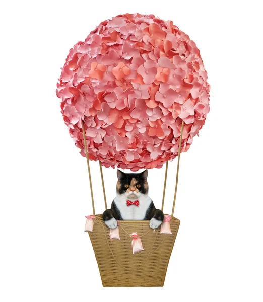 Різнокольоровий Кіт Червоній Краватці Верхова Повітряна Куля Прикрашена Рожевими Квітами — стокове фото