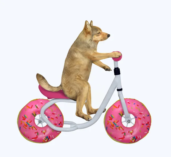 Бежевий Собака Їде Велосипеді Колеса Виглядають Пончики Білий Фон Ізольовані — стокове фото