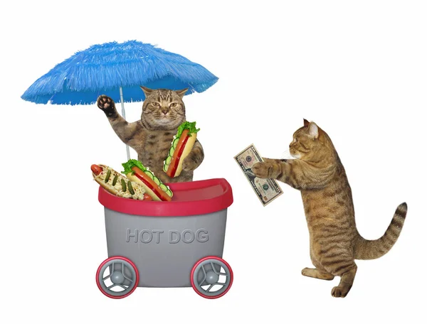 The beige cat buys a hot dog in the grey mini movable kiosk. White background. Isolated.