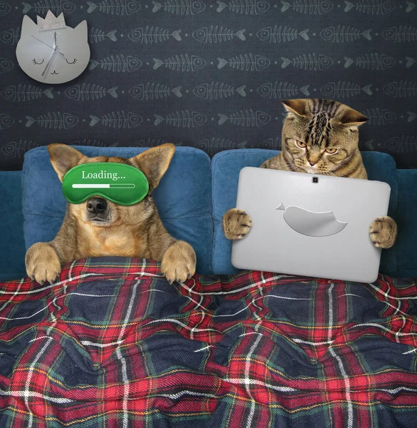 고양이는 플라스미드 침대에서 휴식을 취하고 마스크를 노트북을 있습니다 — 스톡 사진