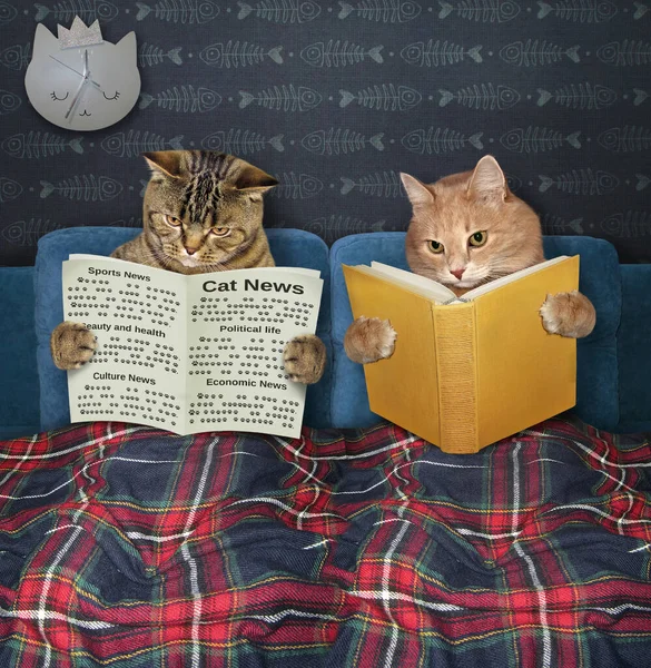 Evdeki yatak odasındaki ekose battaniyenin altında iki kedi dinleniyor. Biri gazete okuyor, diğeri de elinde bir kitap tutuyor..