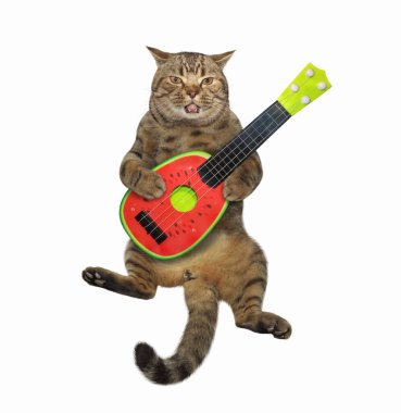Bej kedi bir karpuz akustik gitar çalıyor ve bir şarkı söylüyor. Beyaz arka plan. İzole edilmiş.
