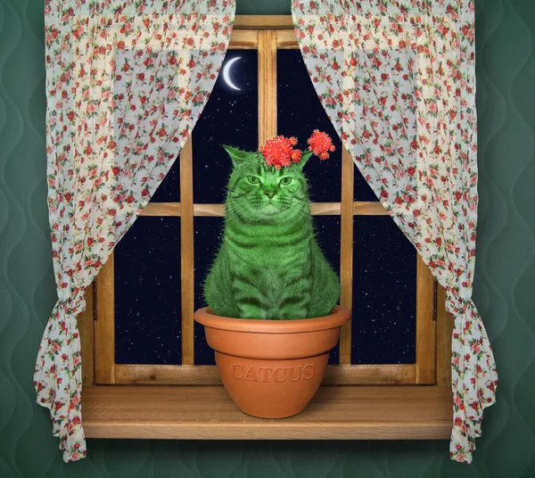 Der Blühende Grüne Katzenkaktus Einem Blumentopf Steht Nachts Auf Der — Stockfoto