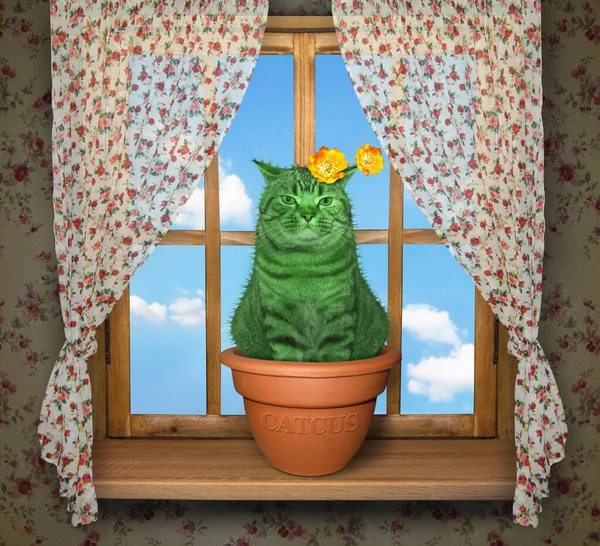 The flowering green cat cactus in a flower clay pot is on the wooden window sill.
