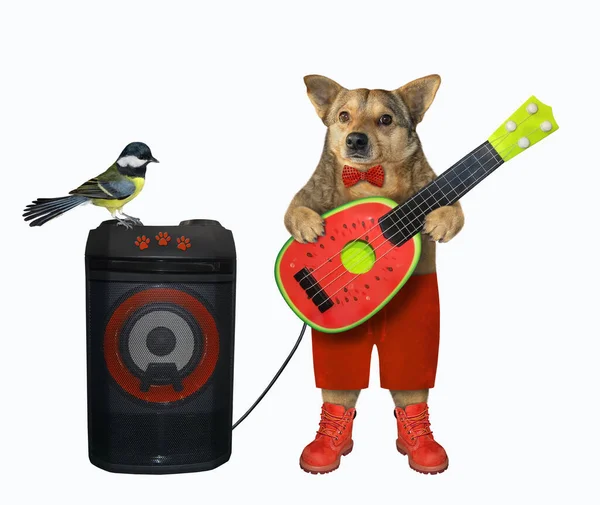Perro Beige Con Ropa Elegante Roja Está Tocando Una Guitarra —  Fotos de Stock