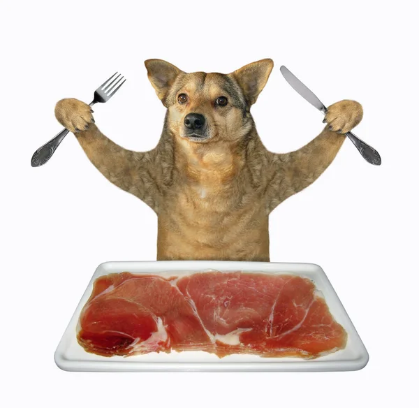 Μπεζ Σκυλί Ένα Μαχαίρι Και Ένα Πιρούνι Τρώει Φέτα Κρέατος — Φωτογραφία Αρχείου