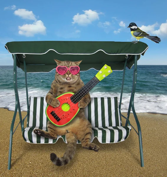 Pembe Kalpli Bej Renkli Gözlüklü Kedi Karpuz Akustik Gitar Çalıyor — Stok fotoğraf