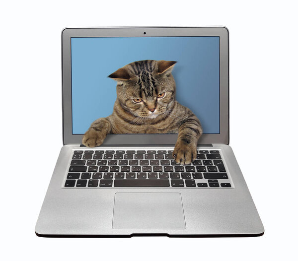 The beige smart cat is coming out from the laptop screen and typing on a keyboard. White background. Isolated.