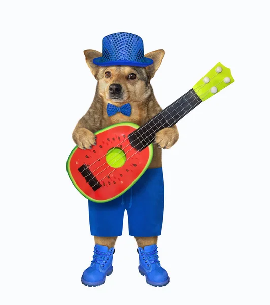 Beige Hond Blauwe Stijlvolle Kleding Speelt Een Watermeloen Akoestische Gitaar — Stockfoto