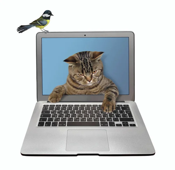 Beżowy Inteligentny Kot Wychodzi Ekranu Laptopa Pisze Klawiaturze Ptak Jest — Zdjęcie stockowe