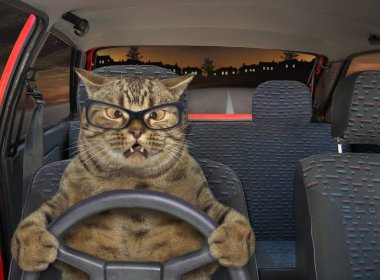 The beige cross-eyed cat in glasses is driving a red car on the highway at night. clipart