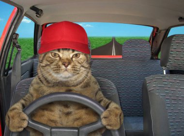 Şapkalı bej kedi otoyolda kırmızı bir araba kullanıyor..
