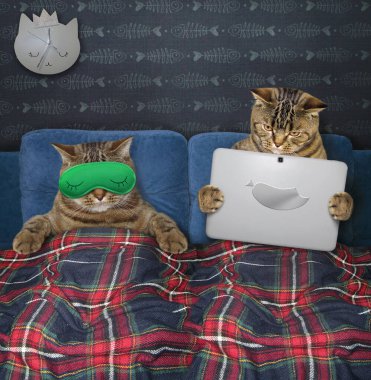 Evdeki yatak odasındaki ekose battaniyenin altında iki kedi dinleniyor. Biri yeşil uyku maskesi takmış uyuyor, diğeri de dizüstü bilgisayar tutuyor..