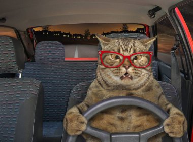 The beige cross-eyed cat in glasses is driving a red car on the highway at night. clipart