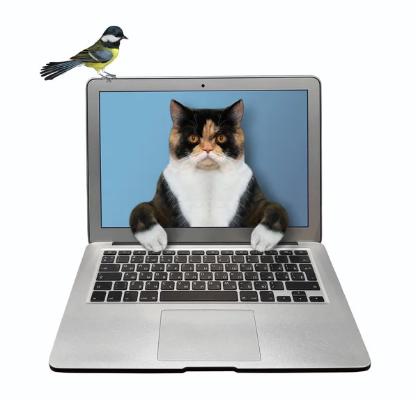 Die Bunte Smarte Katze Kommt Vom Notebook Bildschirm Und Tippt — Stockfoto