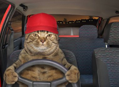 Gece yolda kepli bej kedi kırmızı bir araba kullanıyor..