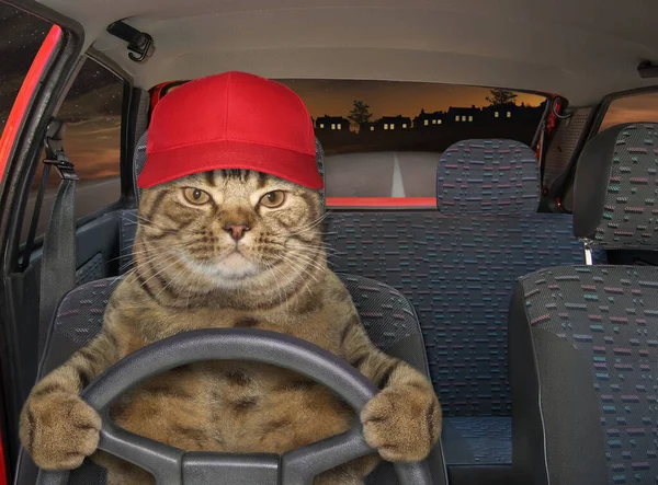 Gece yolda kepli bej kedi kırmızı bir araba kullanıyor..