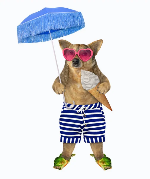Beżowy Pies Pasiastych Szortach Morskich Kapciach Różowych Okularach Przeciwsłonecznych Kształcie — Zdjęcie stockowe
