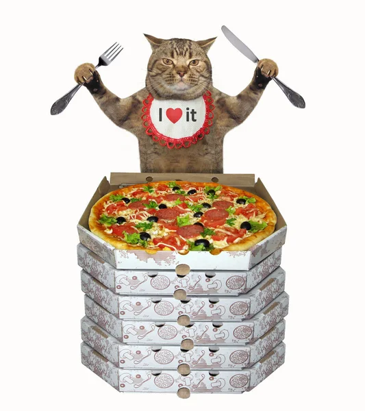 Bıçak Çatalla Boyun Peçetesindeki Bej Kedi Pizza Ile Birlikte Bir — Stok fotoğraf