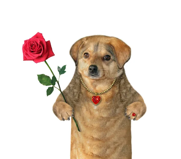 Beżowy Pies Czerwoną Różą Nosi Wisiorek Rubinem Złotym Pierścionkiem Białe — Zdjęcie stockowe