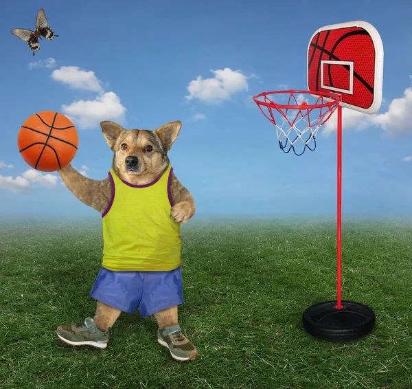 스포츠 유니폼을 풀밭에서 농구를 베이지 선수가 있습니다 마리가 옆으로 날아간다 — 스톡 사진