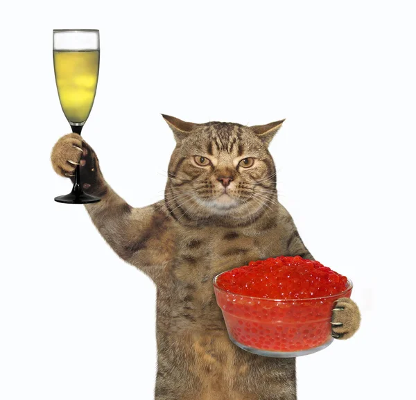Bézs Macska Egy Pohár Bort Egy Üveg Vörös Kaviárt Tart — Stock Fotó